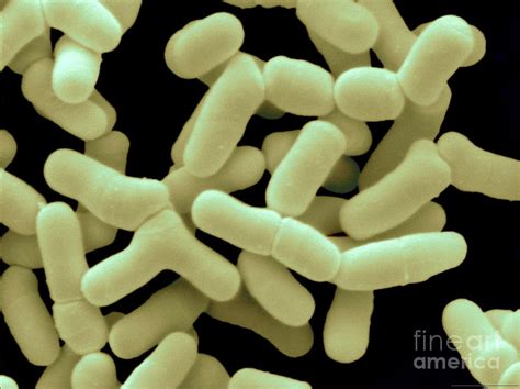Bifidobacterium Bifidum Photograph By Scimat Pixels