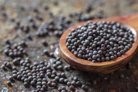 Brown Mustard Seeds Seeds Benefits Mustard Seed How To Make