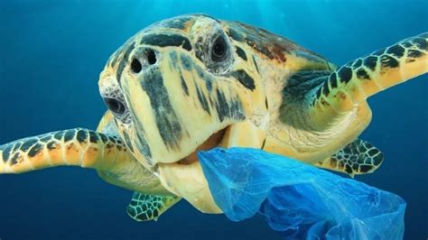 Petition · Ban All Single Use Plastic ·