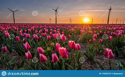 Red Pink Tulips During Sunset Tulip Fileds In The Netherlands