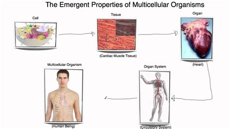 Multicellular organisms have a low regeneration capacity. Emergent properties of multicellular organisms - Saint ...