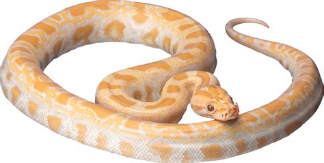 Yellow Snake Png Image Purepng Free Transparent Cc0 Png Image Library