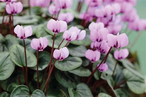 Cyclamen How To Care For Cyclamen And Growing Tips Brown Flowers Pink