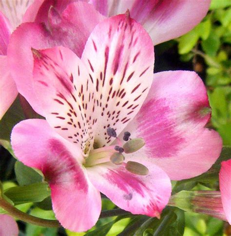 Gallery For Pink Alstroemeria