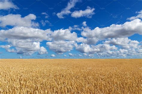 Golden Wheat Field Under Blue Sky Stock Photo Containing Agricultural