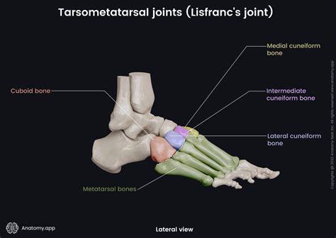Tarsometatarsal Joints Lisfrancs Joint Encyclopedia Anatomyapp