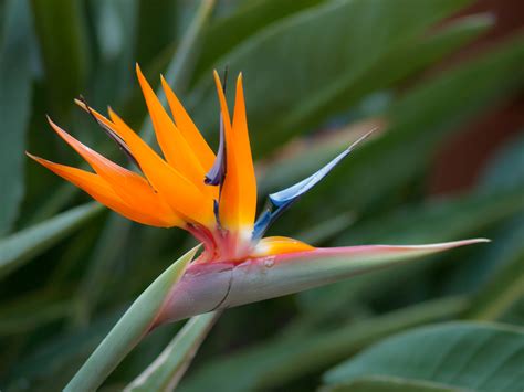 why would a bird of paradise plant not flower?