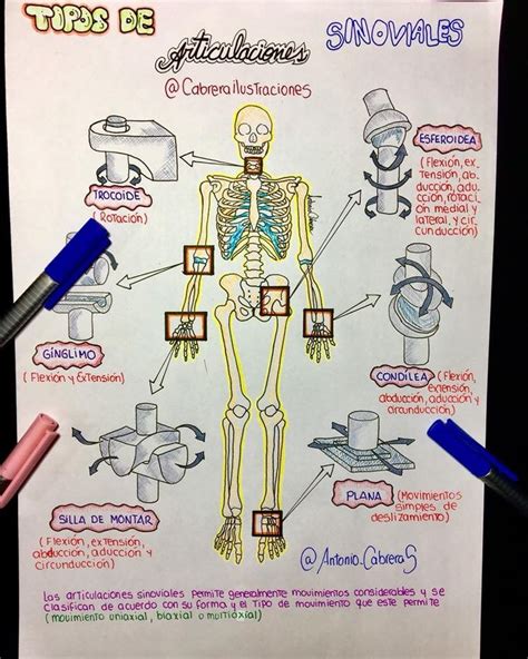 articulaciones Anatomía médica Anatomía Anatomia y fisiologia humana
