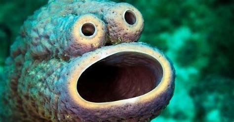 Cookie Monster Sea Sponge Imgur