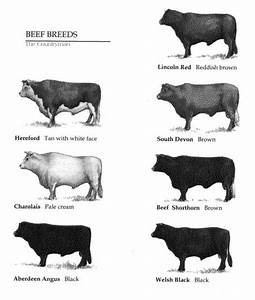Identification Chart Of Beef Cattle Cattle Pinterest Cattle Cow