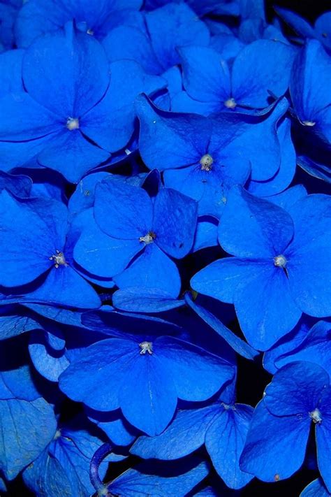 Hydrangea Blossom Flower Blue Dark Nature Iphone 4s Wallpapers Free