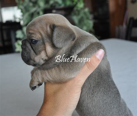 Family raised, well socialized and irresistibly cute, french bulldog puppies bring an amazing vibrancy to any home! Blue Sable - BlueHaven French BulldogsBlueHaven French ...