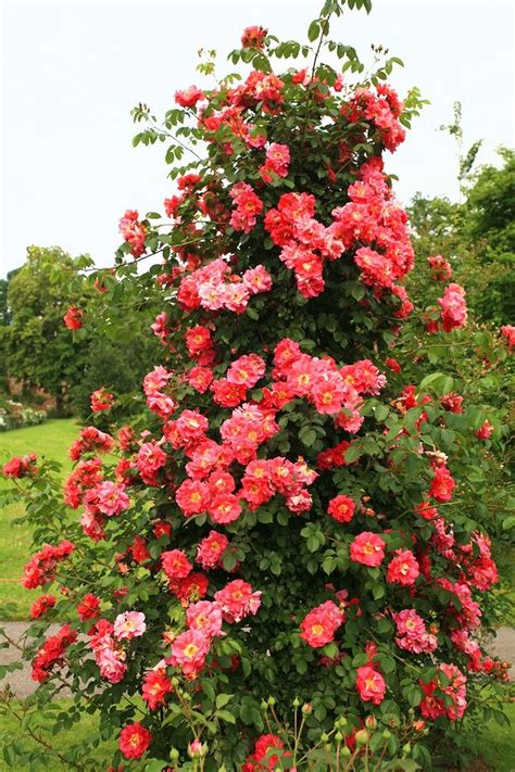 Awesome 27 Ways How To Grow Climbing Roses 27