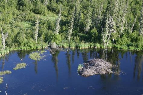 Worlds Biggest Beaver Dam Discovered In Canada