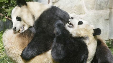 National Zoo Panda May Be Pregnant National Zoo Panda Farm Animals