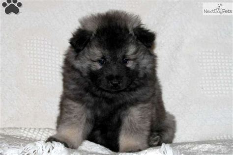 Keeshond Puppy For Sale Near Lancaster Pennsylvania 0e0150d2 2b41