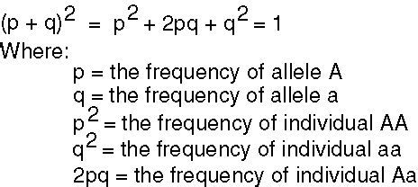 Learn vocabulary, terms and more with flashcards, games and other study tools. What is 2pq in the Hardy-Weinberg equation? | Socratic ...