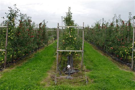 Soilless Cultivation Of Apple Wur