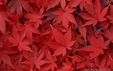 Japanese Maple Tree Wallpapers Wallpaper Cave