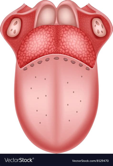 Body Anatomy Organs Lung Anatomy Dental Anatomy Human Body Anatomy