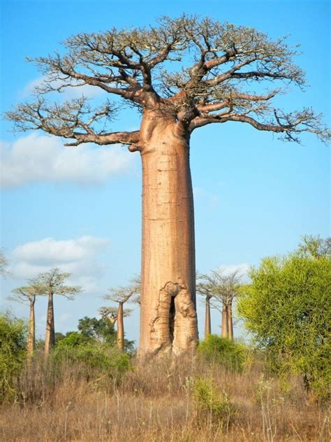 Plantfiles Pictures Adansonia Species Baobab Monkey Bread Tree