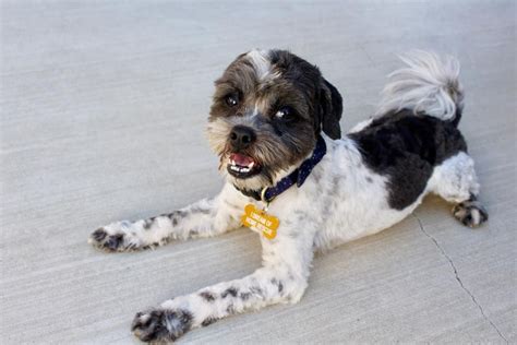 The shih poo, or shih tzu poodle mix, tends to be a quiet, calm companion who doesn't need too much attention. Shih-Poo dog for Adoption in La Verne , CA. ADN-697749 on PuppyFinder.com Gender: Male. Age ...