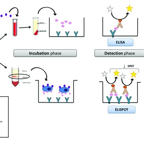 Immune Functional Assays Applications In Different Pathologies