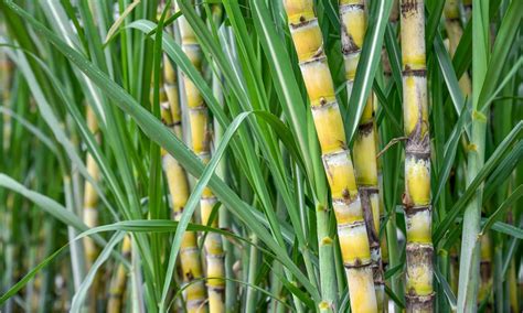 Bamboo Vs Sugar Cane 5 Key Differences Az Animals
