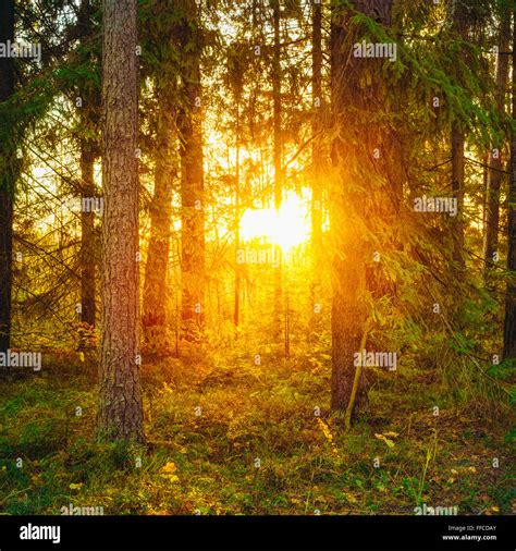 Woods And Sunset Hi Res Stock Photography And Images Alamy