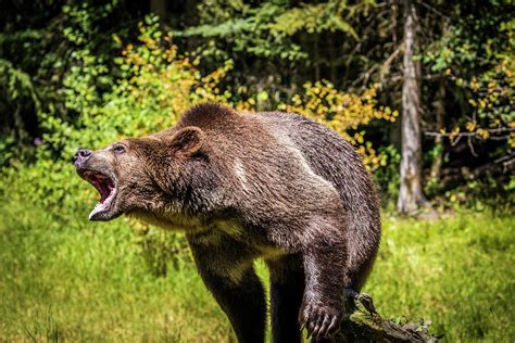 Grizzly Bear Montana Wildlife Photograph By Yitzi Kessock Fine Art