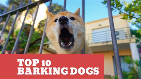 Top 10 Dogs Barking Videos Compilation 2022 Dogs Barking Sound Dog