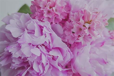 Free Images Blossom Flower Petal Bloom Floral Colorful Pink Wedding Shrub Vibrant
