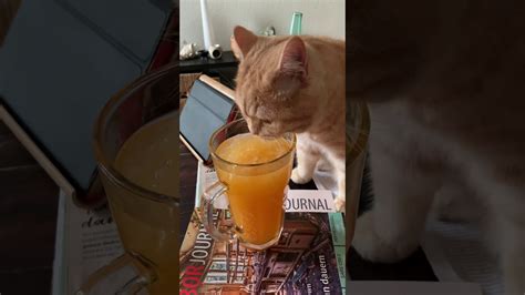 Cat Drinks Orange Juice Youtube