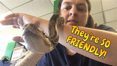 Showing Off Our Big Ball Pythons Theyre So Friendly Youtube