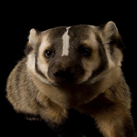 American badger, facts and photos