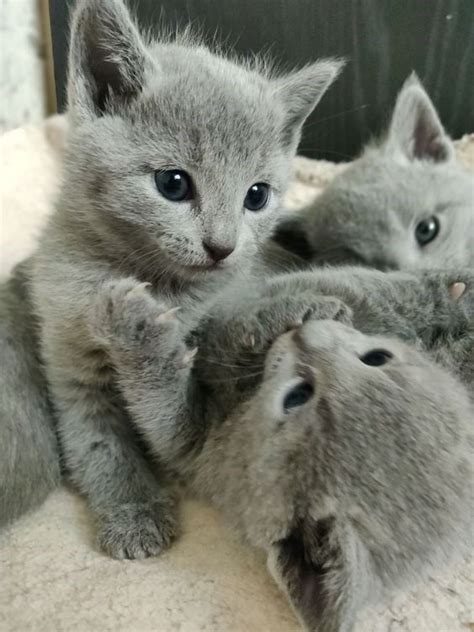 8 Super Sweet Pictures Of Grey Kittens In 2021 Russian Blue Kitten
