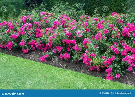 Beautiful Pink Roses Blooming In The Garden Stock Photo Image Of