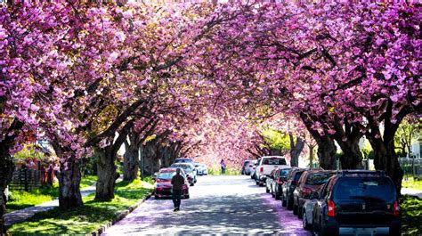 Where To Enjoy Cherry Blossoms In Vancouver This Spring
