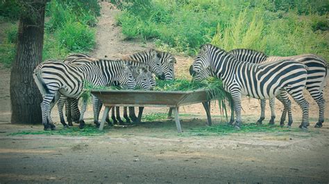 Gambar Hewan Margasatwa Kebun Binatang Fauna Savana Kuda Zebra