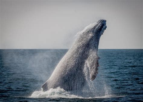 LA Whale Watching | Best Whale Watching Cruises