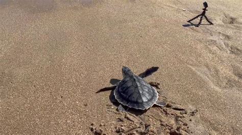 Moment Critically Endangered Rescued Sea Turtles Are Released Back Into The Atlantic Ocean