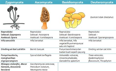 Klasifikasi Jamur Pengertian Ciri Struktur Reproduksi Dan Peranannya