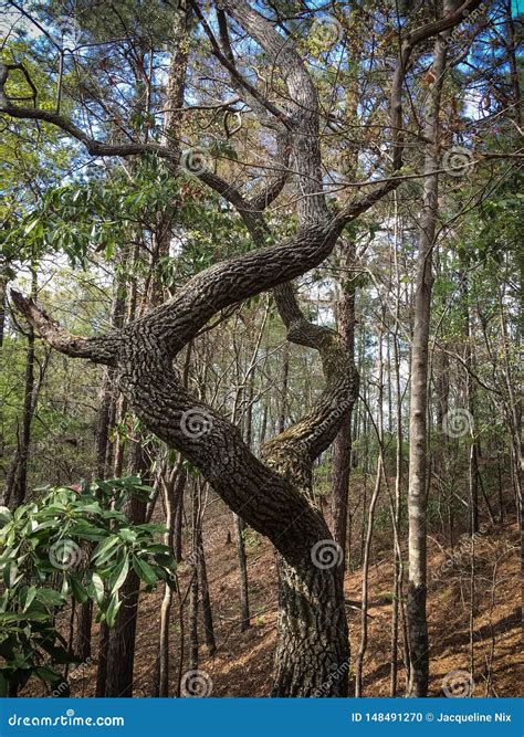 Twisted Oak Tree On Hiking Trail Stock Photo Image Of April Bark
