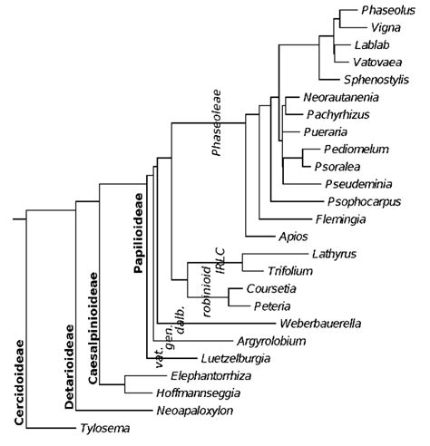 Legume Genera With Underground Storage Organs See Table 1 For Species