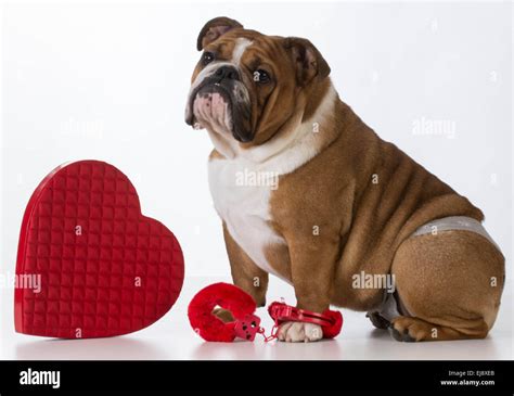 Valentines Day Dog English Bulldog Dressed Up On White Background