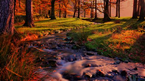 Beautiful Autumn Colors In The Forest Wallpaper Backiee