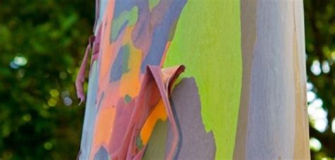 Get To Know The Rainbow Eucalyptus Tree Rainbow Eucalyptus Tree