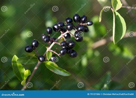 Berries Of A Common Privet Bush Stock Photo Image Of Biology Garden