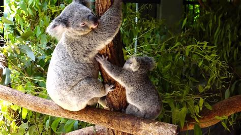 Cute Baby Koala With Its Mother At Australia Zoo Youtube