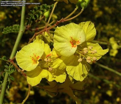 Plantfiles Pictures Parkinsonia Species Palo Brea Sonoran Palo Verde